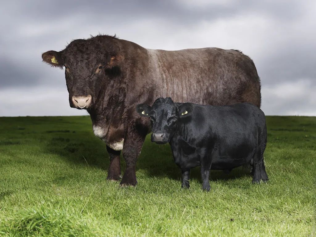 小巷隱藏寶藏，探訪特色小店，領(lǐng)略最牛最新魅力之旅