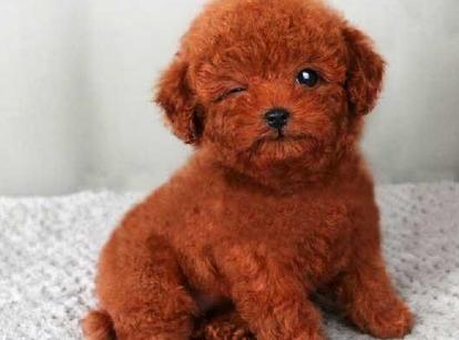 最新小鹿犬，趣事不斷，傳遞溫馨友誼與愛的小使者