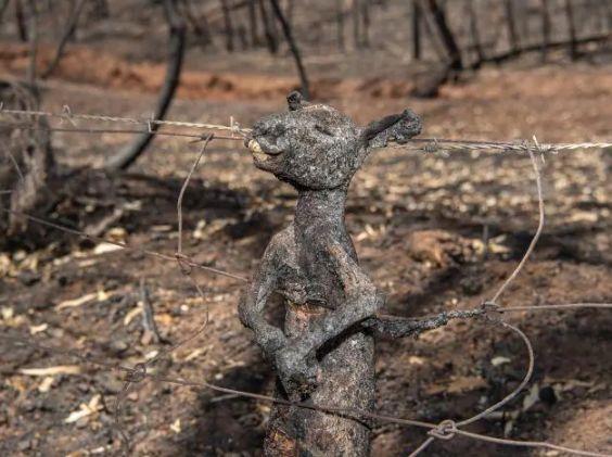 南澳山火最新情況更新，實(shí)時動態(tài)與進(jìn)展