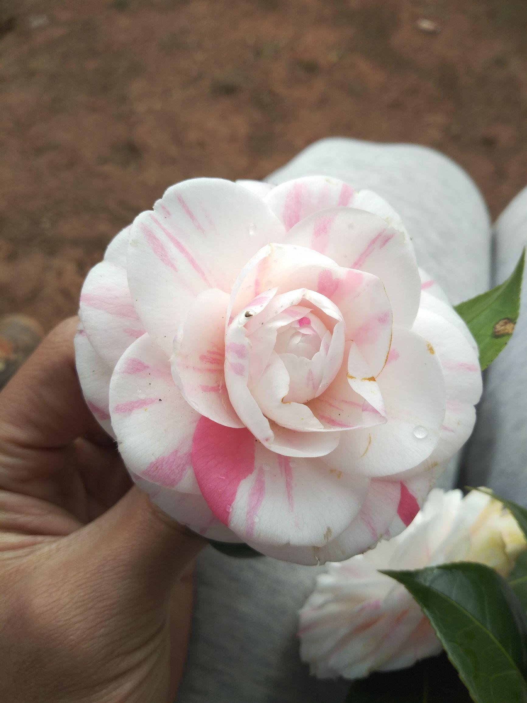 愛(ài)5最新劇情，心靈與自然的奇妙之旅