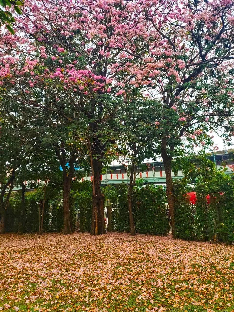 全球最新疫情動態(tài)，變化中的學(xué)習(xí)之路與自信成就的力量