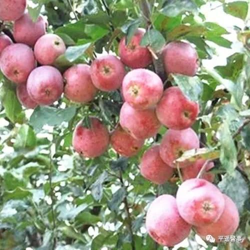 西太后愛心包最新系列，時尚與慈善的完美結合，展現獨特魅力風采