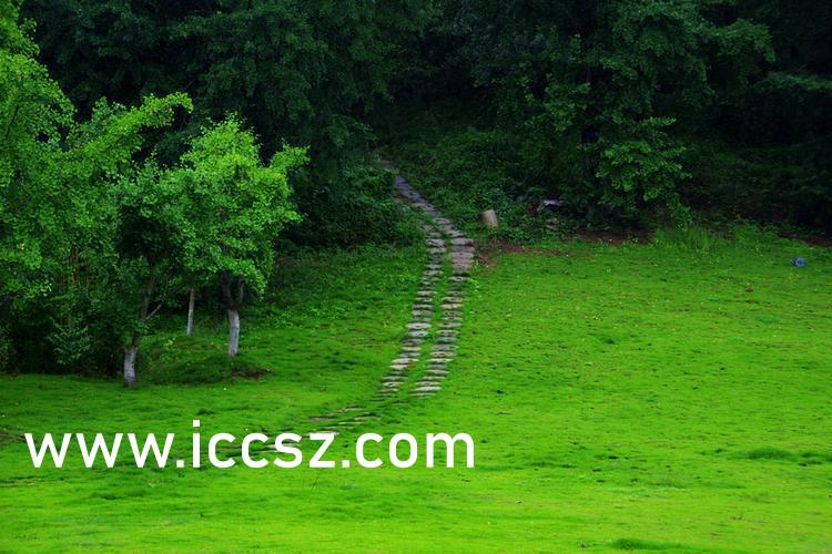 伊人最新一本，日常溫馨趣事與情感紐帶的交織