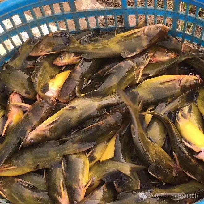 黃顙魚最新報價大全，專業(yè)指南與實時更新