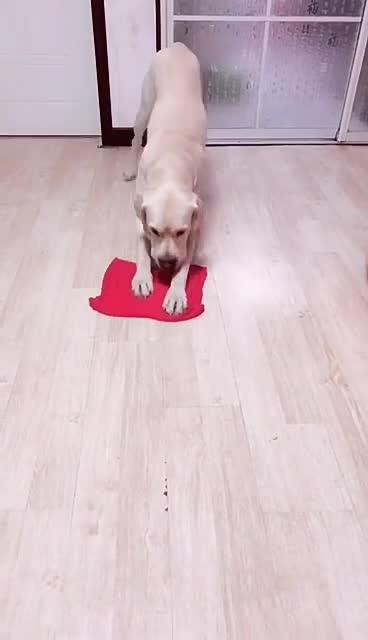 最新狗小視頻，溫馨日常故事